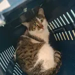 Znaleziono kota, Grudziądz, 26 kwietnia 2026