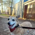 Pies do adopcji, Wolsztyn, 25 kwietnia 2026