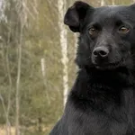 Pies do adopcji, Pieczyska, 27 kwietnia 2026