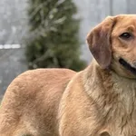 Pies do adopcji, Pieczyska, 27 kwietnia 2026