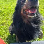 Pies do adopcji, Żywiec, 27 kwietnia 2026