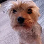 Zaginął pies, Rusiec, 27 kwietnia 2026