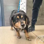 Przyjęty: 2026-04-27 Gmina: Przeciszów Płeć: Pies Opis: mieszaniec, czarne-podpalane