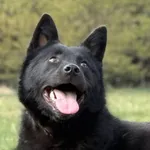 Pies do adopcji, Pieczyska, 27 kwietnia 2026