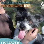 Fistaszek
