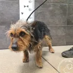 Przyjęty: 2026-04-26 Gmina: Bieruń Płeć: Pies Opis: mieszaniec, czarne-podpalane