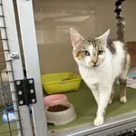 Znaleziono kota, Chojnice, 27 kwietnia 2026