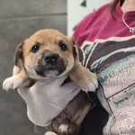 Przyjęty: 2026-04-27 Gmina: Nowy Targ Płeć: Pies Opis: mieszaniec, tricolor