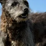 Pies do adopcji, Pieczyska, 28 kwietnia 2026