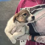 Przyjęty: 2026-04-27 Gmina: Nowy Targ Płeć: Suka Opis: mieszaniec, biało-brązowe