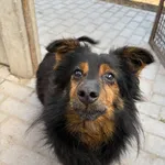 Pies do adopcji, Konin, 30 stycznia 2026