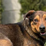 Pies do adopcji, Pieczyska, 28 kwietnia 2026