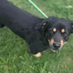 Pies do adopcji, Zgierz, 29 kwietnia 2026