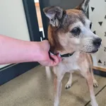 Przyjęty: 2026-04-28 Gmina: Jaworzno Płeć: Pies Opis: mieszaniec, brązowo-białe