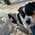 Pies do adopcji, Oborniki, 27 marca 2026
