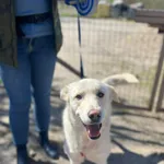 Oddam psa, Olsztyn, 29 kwietnia 2026