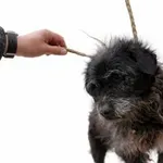 Pies do adopcji, Oborniki, 30 marca 2026