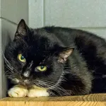 Kot do adopcji, Sopot, 28 kwietnia 2026