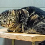 Kot do adopcji, Sopot, 28 kwietnia 2026