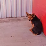 Znaleziono psa, Wałbrzych, 28 kwietnia 2026