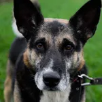 Oddam psa, Olsztyn, 30 kwietnia 2026