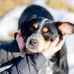 Oddam psa, Olsztyn, 30 kwietnia 2026