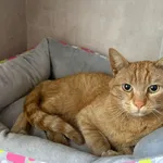 Znaleziono kota, Sosnowiec, 30 kwietnia 2026