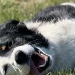 Pies do adopcji, Pieczyska, 29 kwietnia 2026