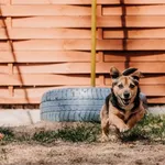 Dyzio 616093903264694