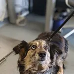 Znaleziono psa, Lublin, 30 kwietnia 2026