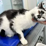 Kot do adopcji, Zgierz, 14 kwietnia 2026