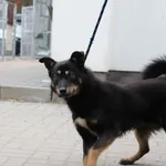 Pies do adopcji, Oborniki, 17 kwietnia 2026