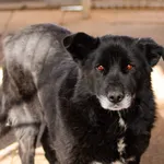 Oddam psa, Olsztyn, 30 kwietnia 2026