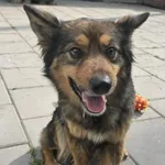 Pies do adopcji, Oborniki, 16 kwietnia 2026