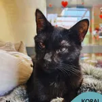 Kot do adopcji, Gdynia, 1 maja 2026