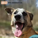 Pies do adopcji, Gdynia, 1 maja 2026