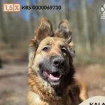 Kala