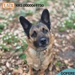 Goferek / Puszek