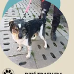 Znaleziono psa, Dąbrówka, 30 kwietnia 2026