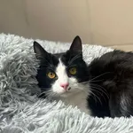 Kot do adopcji, Bydgoszcz, 3 maja 2026