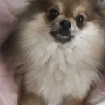 Bambi