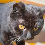 Kot do adopcji, Bydgoszcz, 3 maja 2026