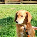 Naklejka mix Spaniel