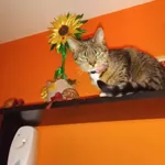 Malutka