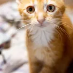 Porthos 141/2026