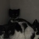 Szczaw 151/2026