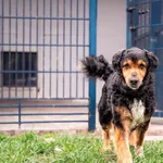 Pies do adopcji, Tychy, 28 stycznia 2026