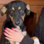 Pies do adopcji, Głowno, 4 maja 2026