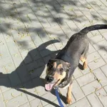 Pies do adopcji, Konin, 15 marca 2026