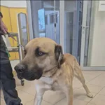 Teodor